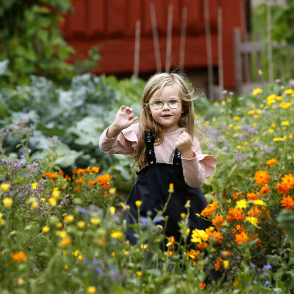 bilder på förskolebarnen vid köksträdgården i Mariebergsskogen. Skördetid